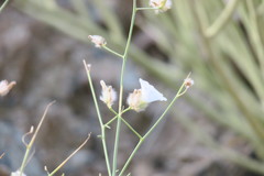Convolvulus virgatus