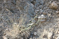 Convolvulus prostratus