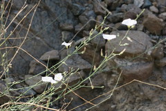 Convolvulus prostratus