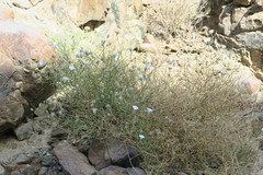 Convolvulus virgatus