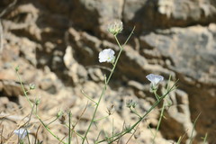 Convolvulus virgatus