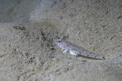 Nesogobius hinsbyi