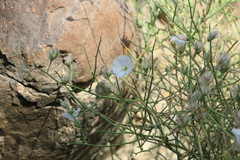 Convolvulus virgatus
