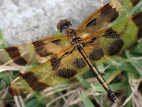 Halloween Pennant, photo 5 of 7