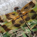 Halloween Pennant - Photo (c) Ali and Brice, some rights reserved (CC BY-NC)