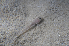 Nesogobius hinsbyi