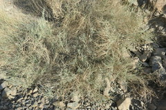 Crotalaria aegyptiaca