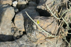 Crotalaria aegyptiaca
