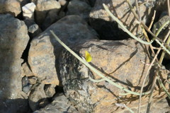 Crotalaria aegyptiaca