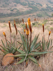 Aloe vryheidensis