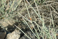 Crotalaria aegyptiaca