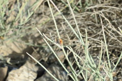 Crotalaria aegyptiaca