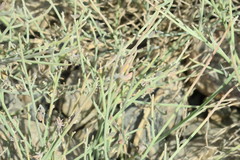 Crotalaria aegyptiaca