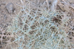 Echinops erinaceus