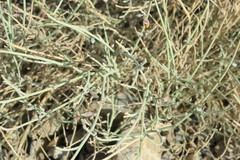Crotalaria aegyptiaca
