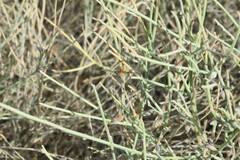 Crotalaria aegyptiaca