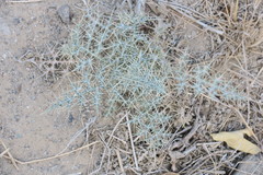 Echinops erinaceus