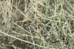 Crotalaria aegyptiaca