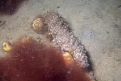 Australostichopus mollis