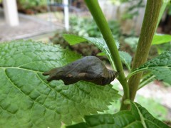 Papilio demoleus malayanus
