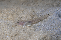 Nesogobius hinsbyi