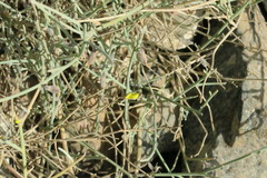 Crotalaria aegyptiaca
