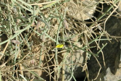 Crotalaria aegyptiaca