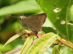 Pelopidas mathias mathias