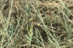 Crotalaria aegyptiaca