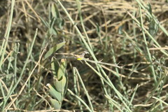 Crotalaria aegyptiaca