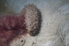 Australostichopus mollis