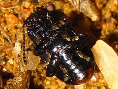 Gastrophysa atrocyanea