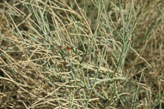 Crotalaria aegyptiaca