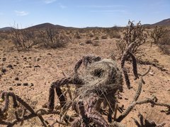 Campylorhynchus brunneicapillus