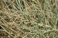 Crotalaria aegyptiaca