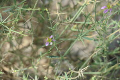 Fagonia bruguieri