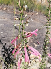 Erica densifolia