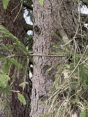 Picea abies