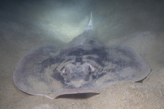 Urolophus cruciatus