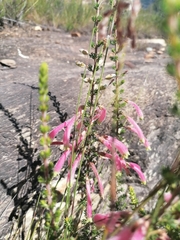 Erica densifolia