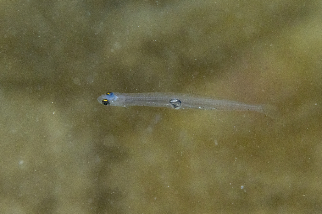 Australian Whitebait