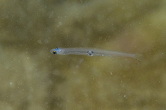 Australian Whitebait photo 1