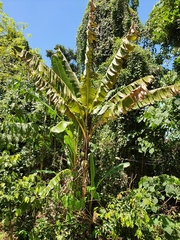 Musa banksii