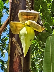 Musa banksii