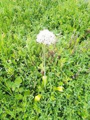 Allium nigrum