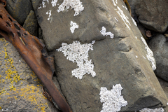 Galeolaria caespitosa