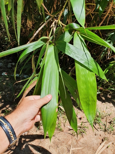 Neololeba atra observed 2021-04-11