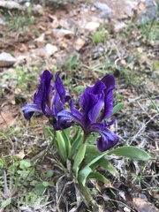 Iris pumila attica