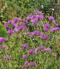 Galactites tomentosus