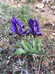 Iris pumila attica